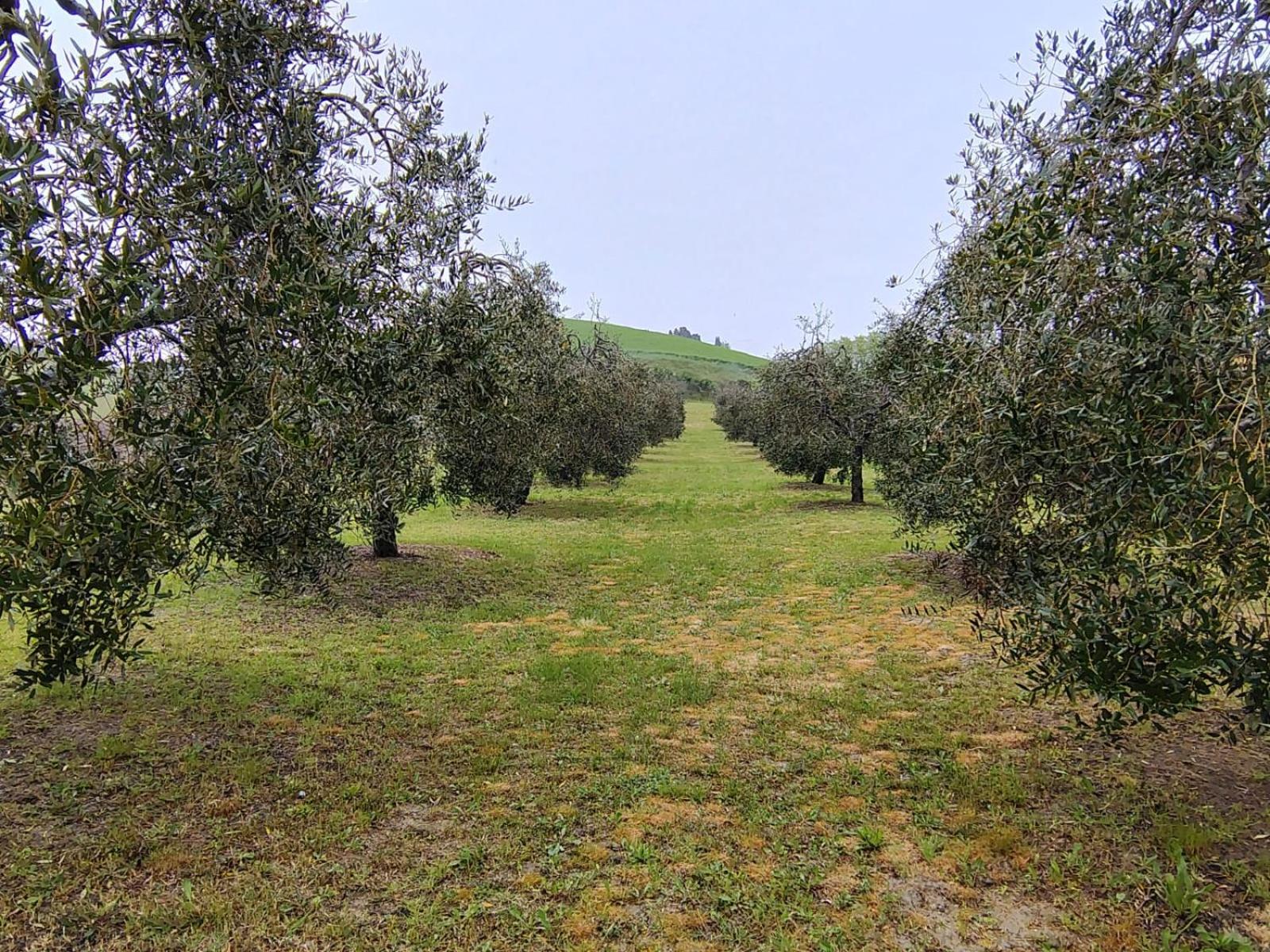 Casa Vacanze Podere San Giusto Volterra Exterior foto